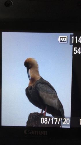 Buff-necked Ibis