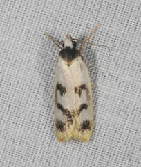 Eulechria sigmophora