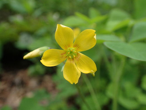 Great yellow woodsorrel (Oxalis grandis)