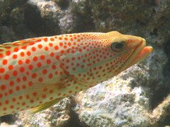 Anyperodon leucogrammicus