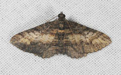 Eucymatoge scotodes