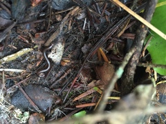 Aporrectodea caliginosa