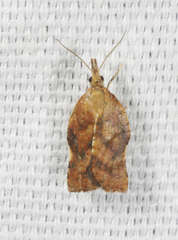 Coeloptera