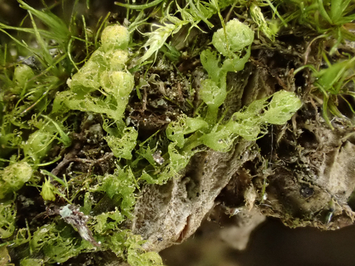 Ptilidium californicum observed 2026-09-28