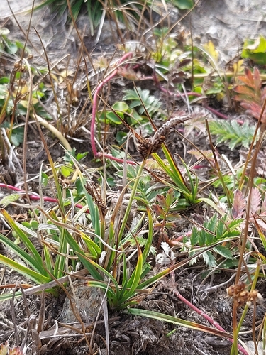 Rare Spring-sedge