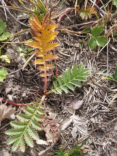 common silverweed