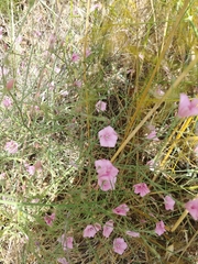 Convolvulus dorycnium oxysepalus