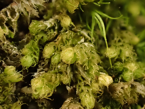Ptilidium californicum observed 2026-09-28