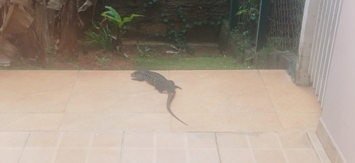 Argentine Black-and-white Tegu