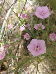 Convolvulus dorycnium oxysepalus