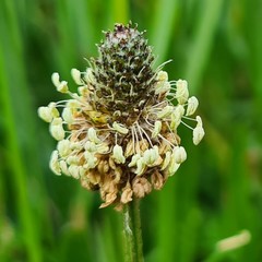 Plantago lanceolata