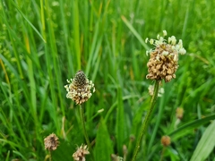 Plantago lanceolata