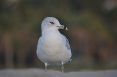 Larus delawarensis
