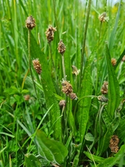 Plantago lanceolata