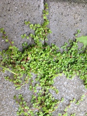 Soleirolia soleirolii