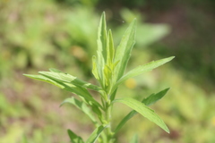Erigeron floribundus