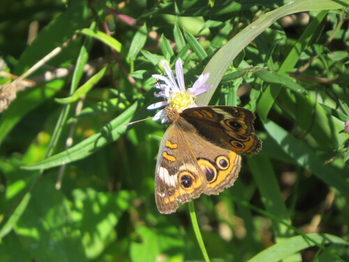 Common Buckeye