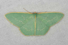 Chlorocoma melocrossa