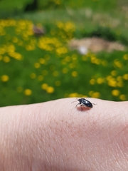 Sehirus cinctus albonotatus