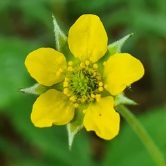 Geum urbanum