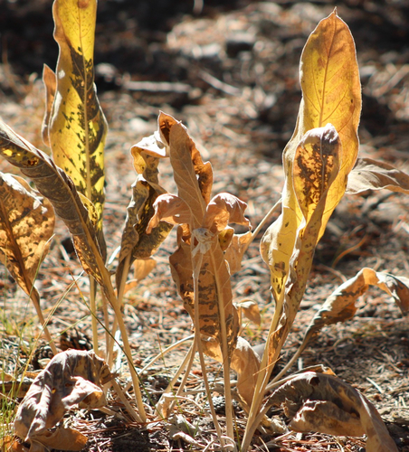 Wyethia mollis observed 2026-09-29