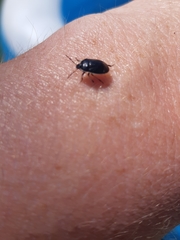 Sehirus cinctus albonotatus