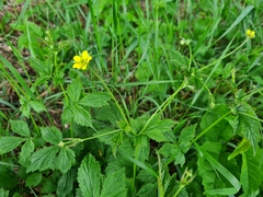 Geum urbanum