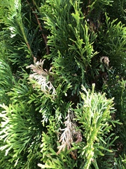 Pestalotiopsis funerea