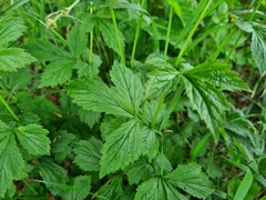 Geum urbanum