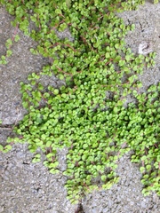 Soleirolia soleirolii