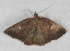 Apodasmia rufonigraria