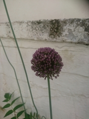Allium