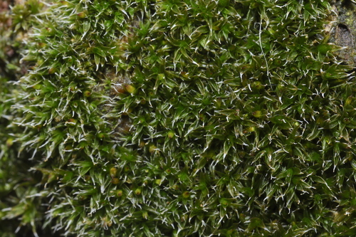 Orthotrichum diaphanum observed 2026-09-28