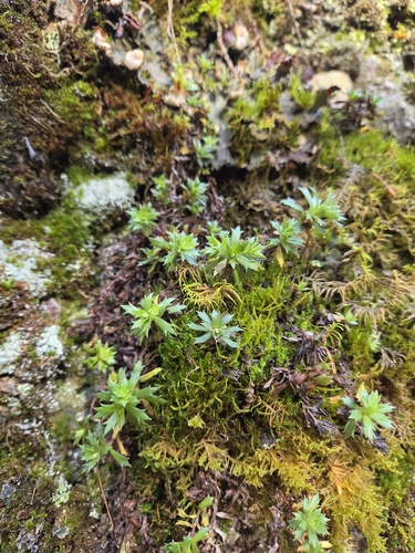 Saxifraga tricuspidata, 2026-09-29