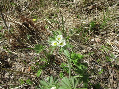 Anemonastrum crinitum