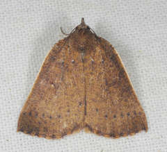 Authaemon stenonipha