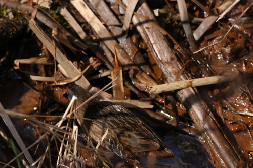 Rallidae image