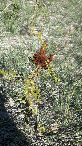 Wild Licorice