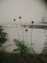 Allium