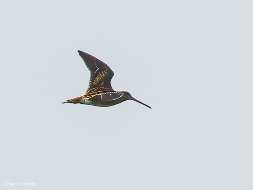 Common Snipe