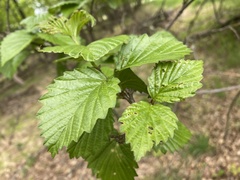 Viburnum rafinesqueanum