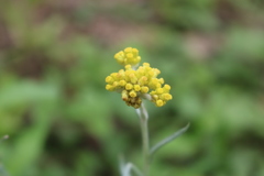 Pseudognaphalium affine