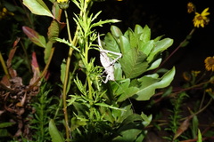 Polycleptis rugulosa