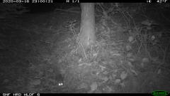 Glaucomys oregonensis