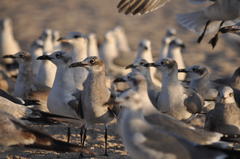 Leucophaeus atricilla