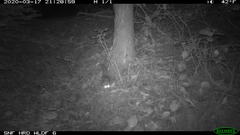 Glaucomys oregonensis