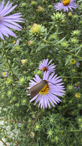 Yellow-collared Scape Moth