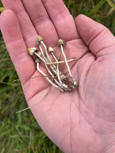Liberty Cap