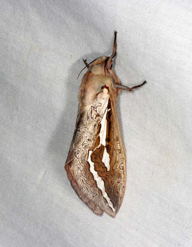 Labyrinthine Ghost Moth