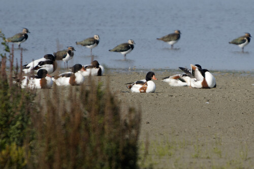 Common Shelduck